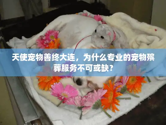 天使宠物善终大连，为什么专业的宠物殡葬服务不可或缺？