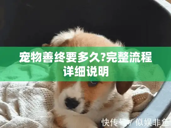 宠物善终要多久?完整流程详细说明