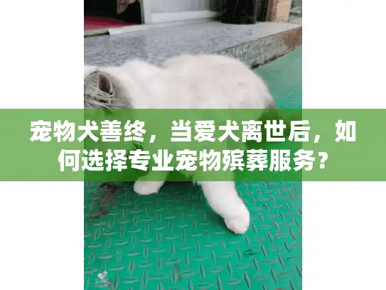 宠物犬善终，当爱犬离世后，如何选择专业宠物殡葬服务？