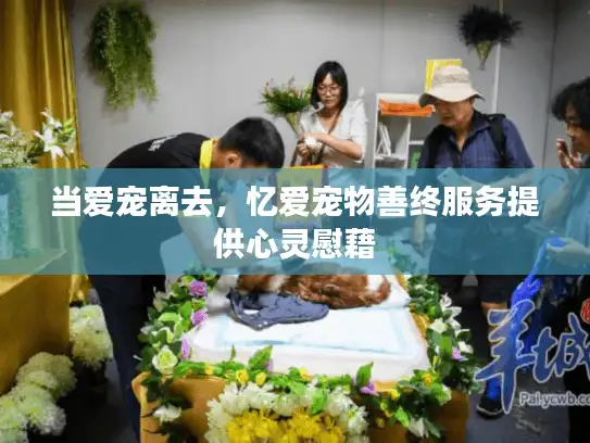 当爱宠离去，忆爱宠物善终服务提供心灵慰藉