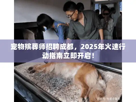 宠物殡葬师招聘成都，2025年火速行动指南立即开启！