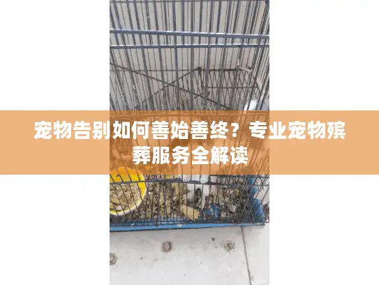 宠物告别如何善始善终？专业宠物殡葬服务全解读