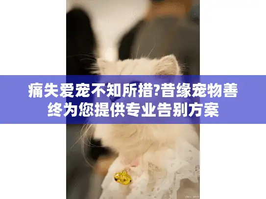 痛失爱宠不知所措?昔缘宠物善终为您提供专业告别方案