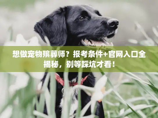 想做宠物殡葬师？报考条件+官网入口全揭秘，别等踩坑才看！