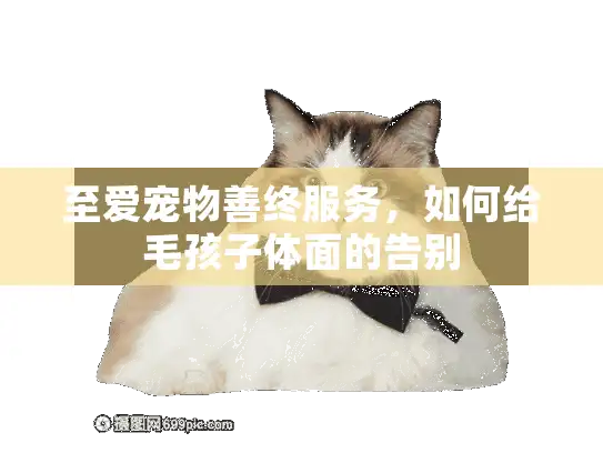 至爱宠物善终服务，如何给毛孩子体面的告别