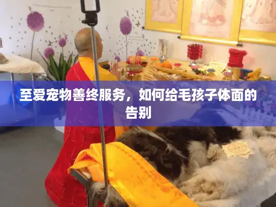 至爱宠物善终服务，如何给毛孩子体面的告别