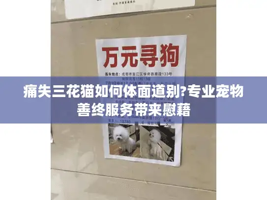 痛失三花猫如何体面道别?专业宠物善终服务带来慰藉