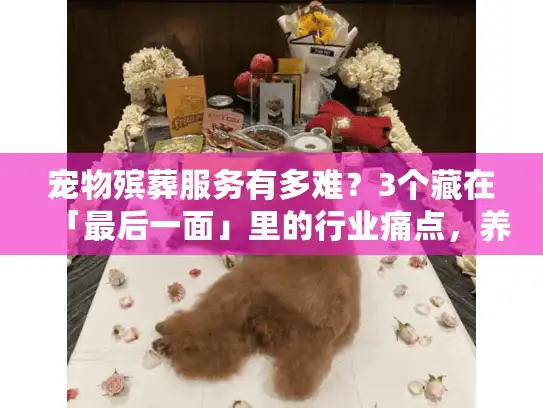 宠物殡葬服务有多难？3个藏在「最后一面」里的行业痛点，养宠人必看
