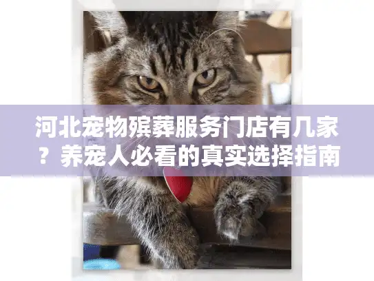 河北宠物殡葬服务门店有几家？养宠人必看的真实选择指南