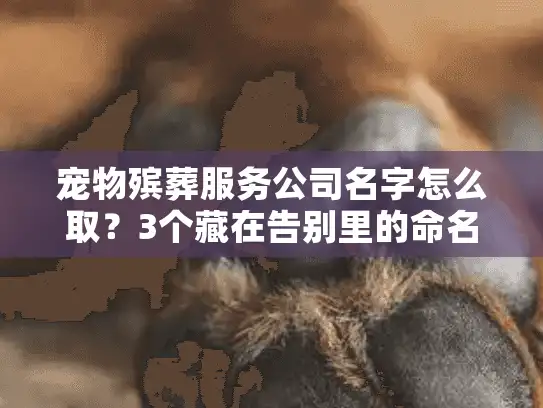 宠物殡葬服务公司名字怎么取？3个藏在告别里的命名密码，90%主人没看懂