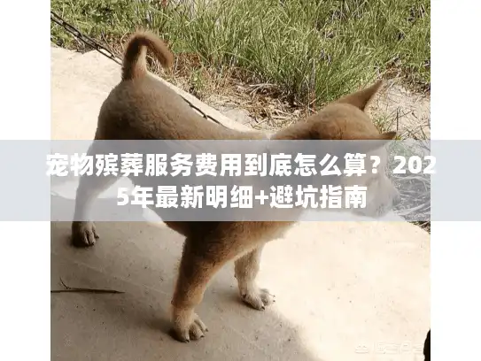 宠物殡葬服务费用到底怎么算？2025年最新明细+避坑指南