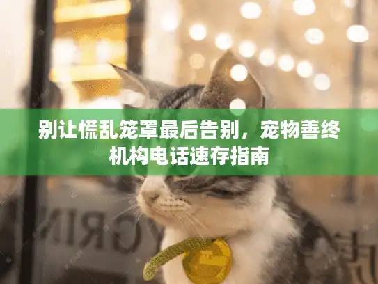 别让慌乱笼罩最后告别，宠物善终机构电话速存指南