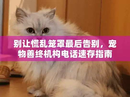 别让慌乱笼罩最后告别，宠物善终机构电话速存指南