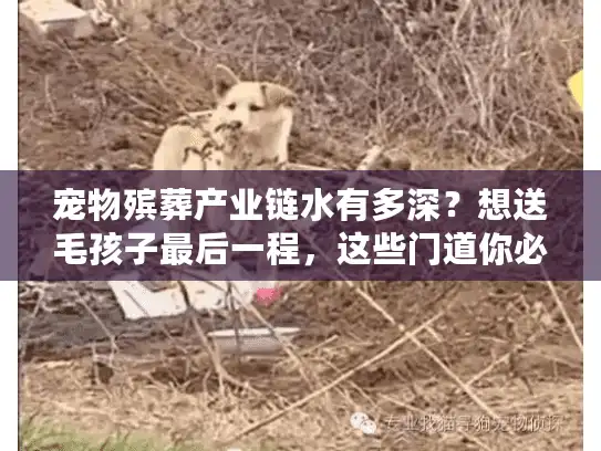 宠物殡葬产业链水有多深？想送毛孩子最后一程，这些门道你必须提前知道