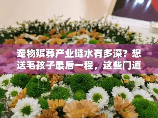宠物殡葬产业链水有多深？想送毛孩子最后一程，这些门道你必须提前知道