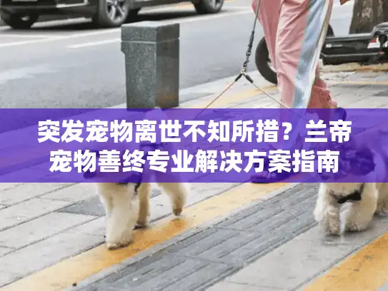 突发宠物离世不知所措？兰帝宠物善终专业解决方案指南