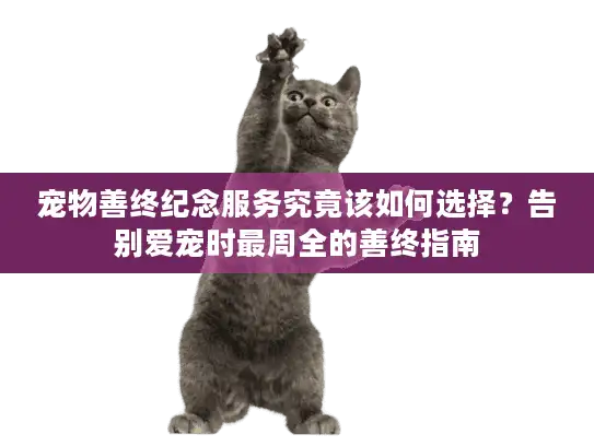 宠物善终纪念服务究竟该如何选择？告别爱宠时最周全的善终指南