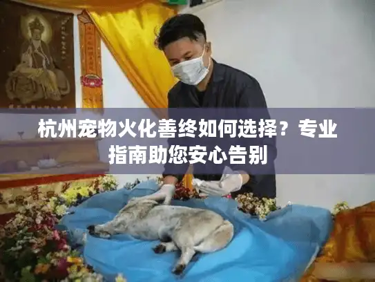 杭州宠物火化善终如何选择？专业指南助您安心告别
