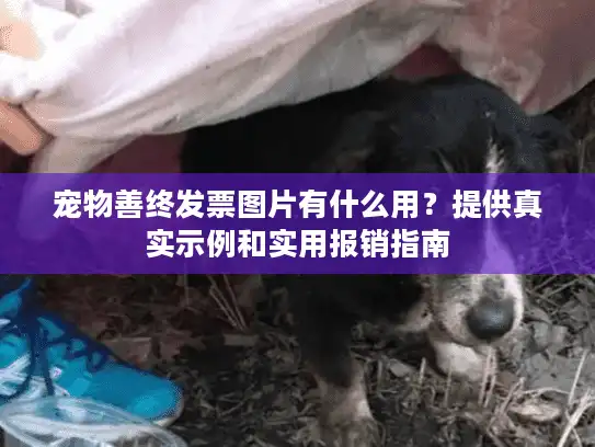 宠物善终发票图片有什么用？提供真实示例和实用报销指南