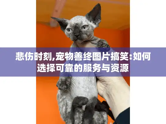 悲伤时刻,宠物善终图片搞笑:如何选择可靠的服务与资源