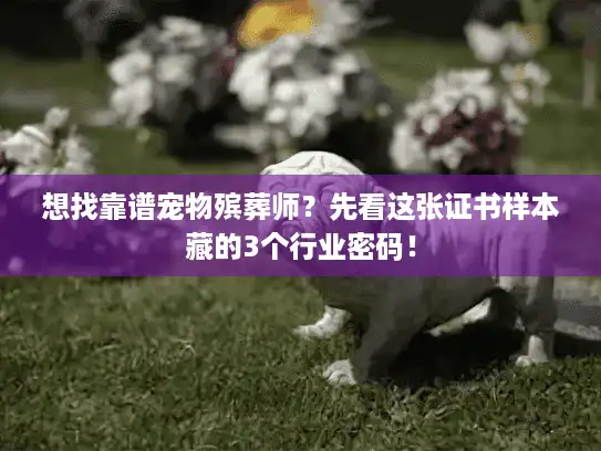 想找靠谱宠物殡葬师？先看这张证书样本藏的3个行业密码！