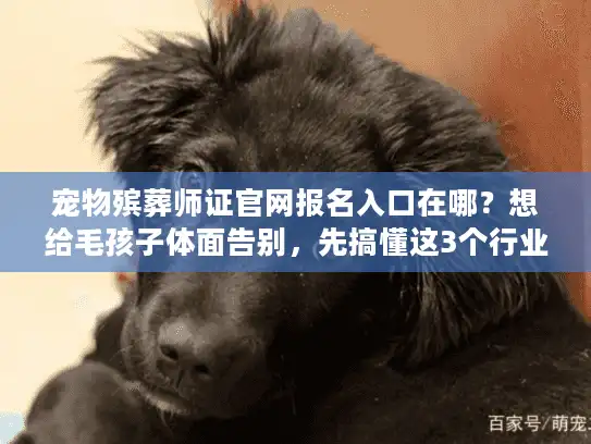宠物殡葬师证官网报名入口在哪？想给毛孩子体面告别，先搞懂这3个行业真相
