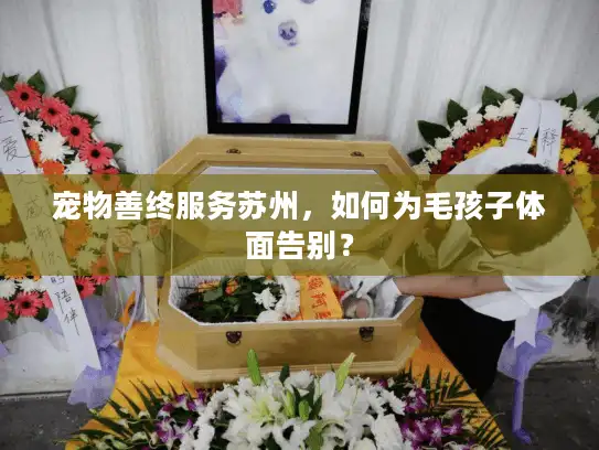 宠物善终服务苏州，如何为毛孩子体面告别？