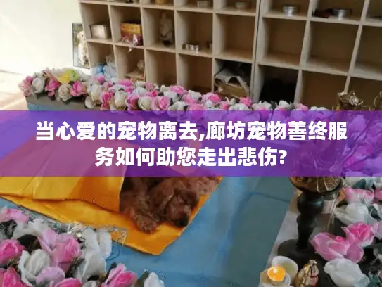 当心爱的宠物离去,廊坊宠物善终服务如何助您走出悲伤?