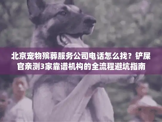 北京宠物殡葬服务公司电话怎么找？铲屎官亲测3家靠谱机构的全流程避坑指南