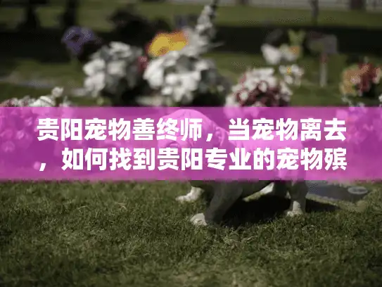 贵阳宠物善终师，当宠物离去，如何找到贵阳专业的宠物殡葬服务？