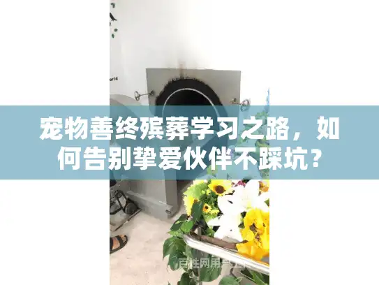 宠物善终殡葬学习之路，如何告别挚爱伙伴不踩坑？