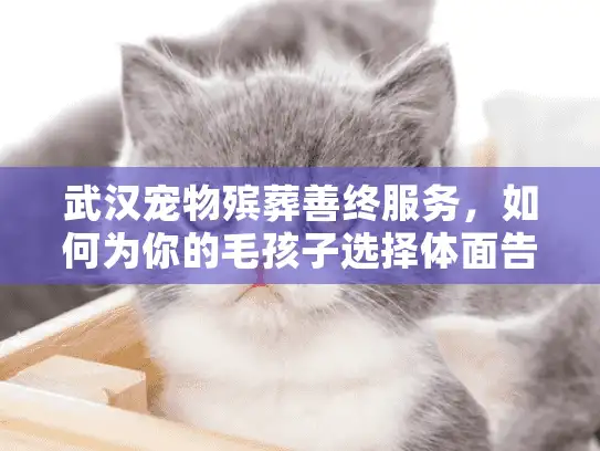 武汉宠物殡葬善终服务，如何为你的毛孩子选择体面告别？
