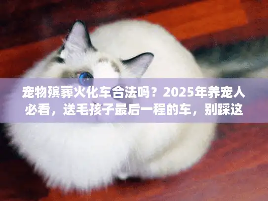 宠物殡葬火化车合法吗？2025年养宠人必看，送毛孩子最后一程的车，别踩这些雷