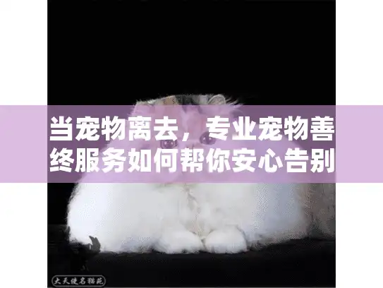 当宠物离去，专业宠物善终服务如何帮你安心告别？