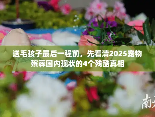 送毛孩子最后一程前，先看清2025宠物殡葬国内现状的4个残酷真相