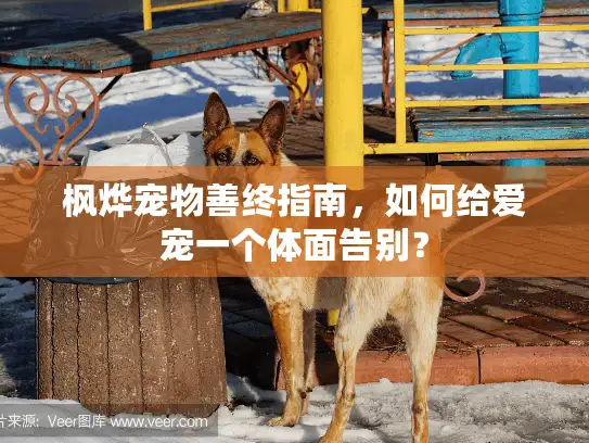 枫烨宠物善终指南，如何给爱宠一个体面告别？