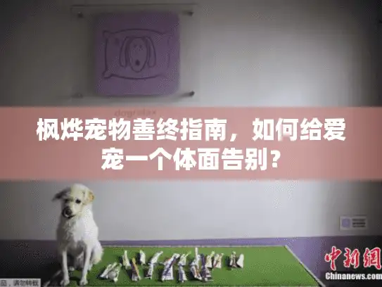枫烨宠物善终指南，如何给爱宠一个体面告别？