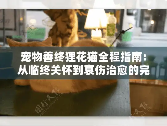 宠物善终狸花猫全程指南:从临终关怀到哀伤治愈的完整方案