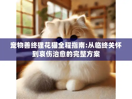 宠物善终狸花猫全程指南:从临终关怀到哀伤治愈的完整方案