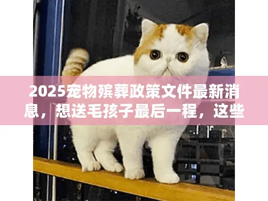 2025宠物殡葬政策文件最新消息，想送毛孩子最后一程，这些红线你必须先搞懂！