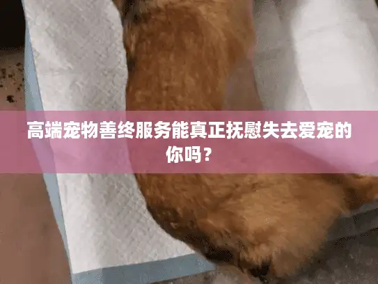 高端宠物善终服务能真正抚慰失去爱宠的你吗？