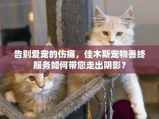 告别爱宠的伤痛，佳木斯宠物善终服务如何带您走出阴影？