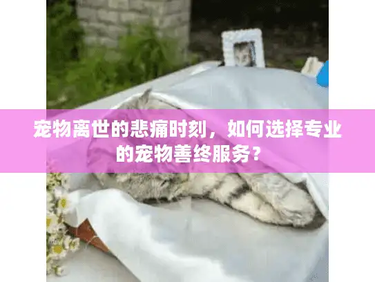 宠物离世的悲痛时刻，如何选择专业的宠物善终服务？