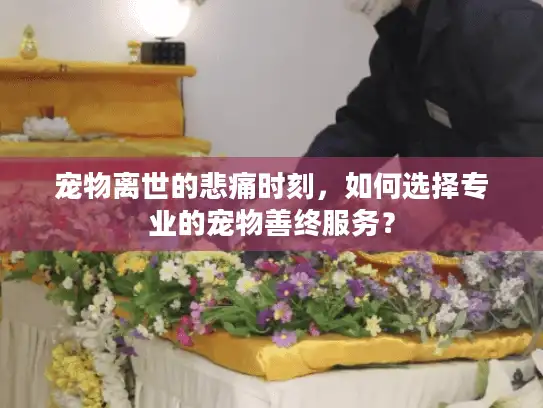 宠物离世的悲痛时刻，如何选择专业的宠物善终服务？