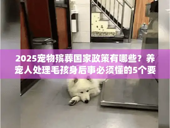 2025宠物殡葬国家政策有哪些？养宠人处理毛孩身后事必须懂的5个要点