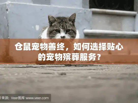 仓鼠宠物善终，如何选择贴心的宠物殡葬服务？