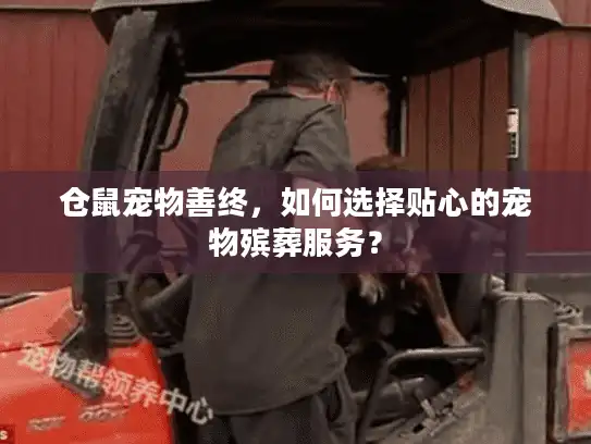 仓鼠宠物善终，如何选择贴心的宠物殡葬服务？