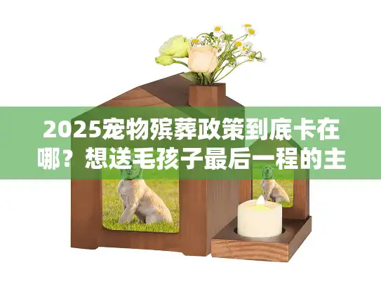 2025宠物殡葬政策到底卡在哪？想送毛孩子最后一程的主人必须看