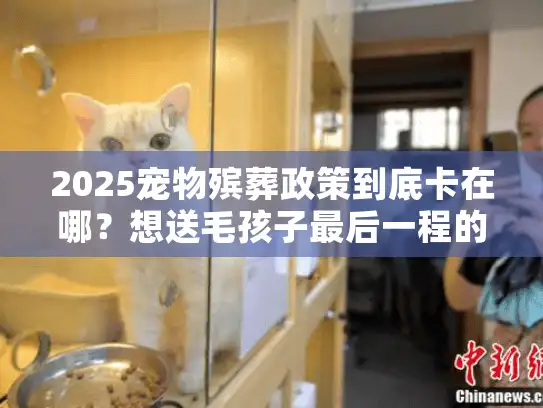 2025宠物殡葬政策到底卡在哪？想送毛孩子最后一程的主人必须看