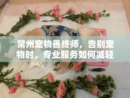 常州宠物善终师，告别宠物时，专业服务如何减轻悲伤？